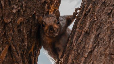 Squirrel tree brown 4k wallpaper