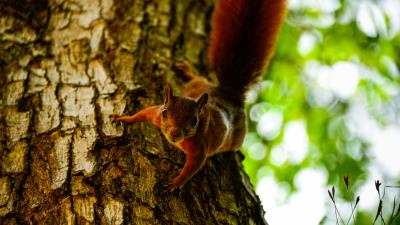 Squirrel tree climb 4k wallpaper
