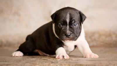 Staffordshire bull terrier puppy dog cute baby 4k wallpaper