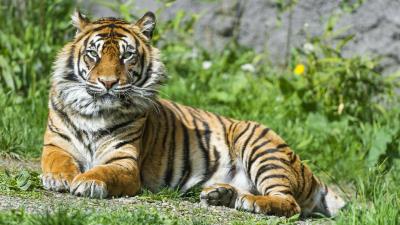 Sumatran tiger beautiful tigress female 4k wallpaper