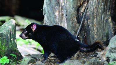 Tasmanian devil grass food wal 4k wallpaper