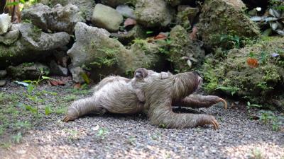 Three toed sloth baby walk 4k wallpaper