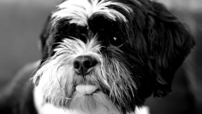 Tibetan terrier dog protruding tongue 4k wallpaper