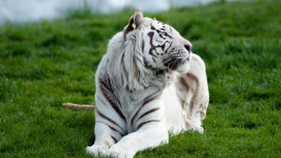 Tiger albino grass lie predator big cat 4k wallpaper