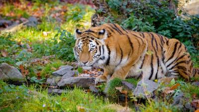 Tiger big cat formidable 4k wallpaper