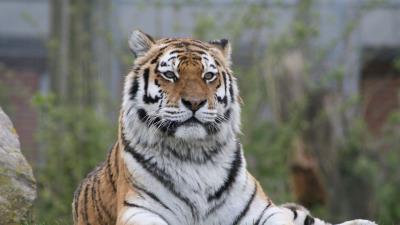 Tiger big cat glance image 4k wallpaper