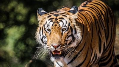 Tiger big cat predator 4k wallpaper