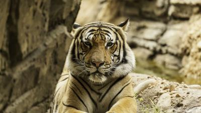 Tiger big cat stripes 4k wallpaper