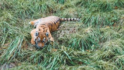 Tiger cub tiger predator grass lies 4k wallpaper
