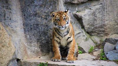 Tiger cub wild cat 4k wallpaper
