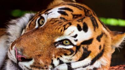 Tiger face predator big ca 4k wallpaper