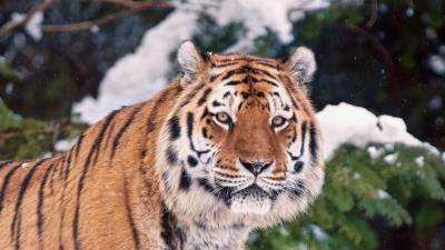 Tiger face snow trees 4k wallpaper