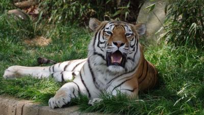 Tiger fangs jaws image 4k wallpaper