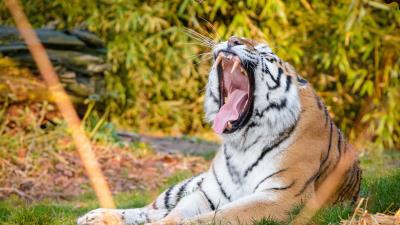 Tiger fangs jaws 4k wallpaper