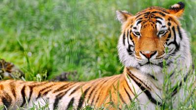 Tiger grass predator lying 4k wallpaper