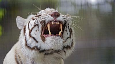Tiger grin predator image 4k wallpaper