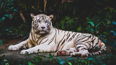 Tiger lying white predator 4k wallpaper