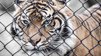 Tiger muzzle fence mesh 4k wallpaper