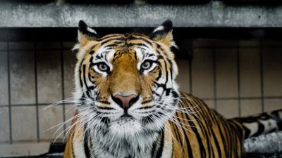 Tiger muzzle predator big cat look 4k wallpaper
