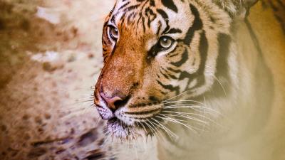 Tiger muzzle predator big cat 4k wallpaper