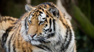 Tiger muzzle predator look big cat 4k wallpaper