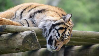Tiger muzzle sleep predator 4k wallpaper