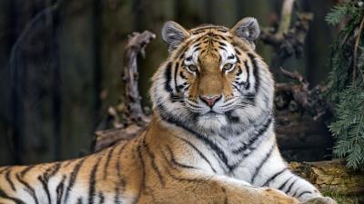 Tiger predator big cat image 4k wallpaper