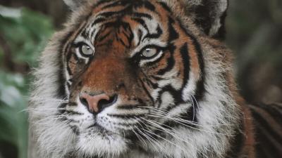 Tiger predator big cat img 4k wallpaper