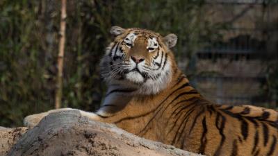 Tiger predator big cat lies 4k wallpaper