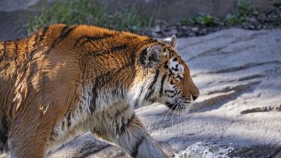 Tiger predator big cat photo 4k wallpaper