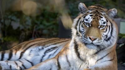 Tiger predator big cat picture 4k wallpaper