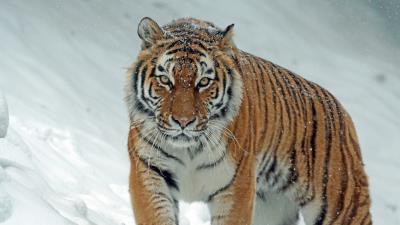 Tiger predator big cat snow 4k wallpaper