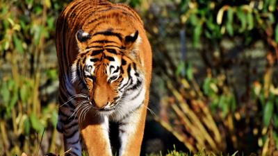 Tiger predator big cat walk 4k wallpaper