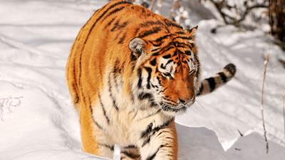 Tiger predator climbing sno 4k wallpaper