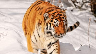 Tiger predator climbing snow 4k wallpaper
