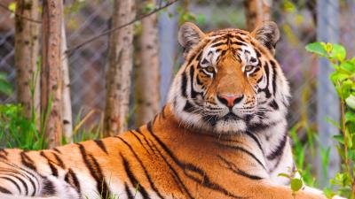 Tiger predator face big cat 4k wallpaper