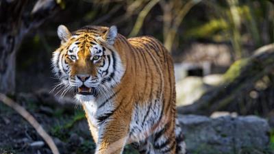 Tiger predator fangs image 4k wallpaper