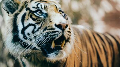 Tiger predator fangs muzzle 4k wallpaper