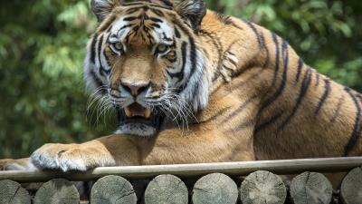 Tiger predator fangs 4k wallpaper