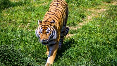 Tiger predator grass big cat 4k wallpaper