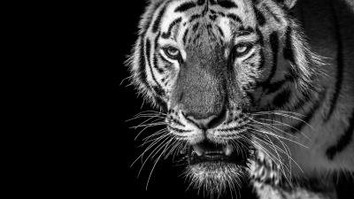 Tiger predator looks 4k wallpaper
