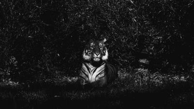 Tiger predator lying bw 4k wallpaper