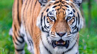 Tiger predator mouth 4k wallpaper