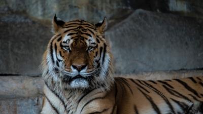 Tiger predator muzzle big cat image 4k wallpaper