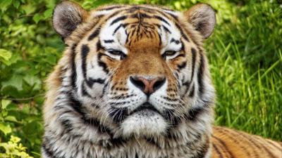 Tiger predator muzzle big cat 4k wallpaper