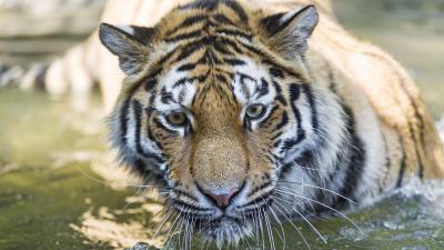 Tiger predator muzzle eyes big cat 4k wallpaper