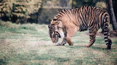 Tiger predator walk grass 4k wallpaper