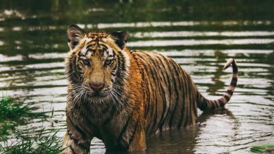 Tiger predator water wet 4k wallpaper