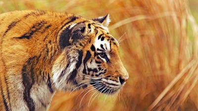 Tiger predator wildlife 4k wallpaper