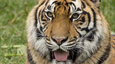 Tiger protruding tongue predator 4k wallpaper